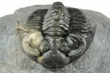 Multi-Toned Coltraneia Trilobite Fossil - Huge Faceted Eyes #312361-8